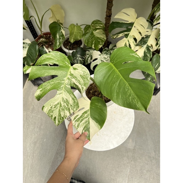 king monstera deliciosa variegata 3 daun aktif med size