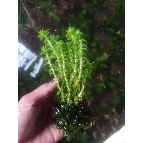 tanaman tonina wabikusa+pelia / per pot aquascape