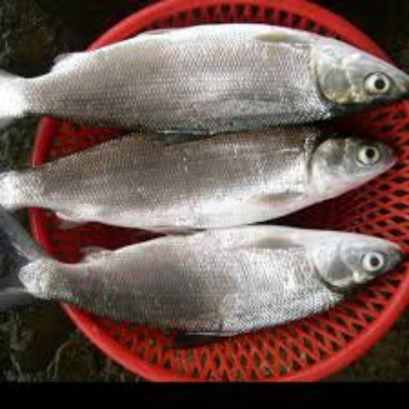 

Ikan Bandeng Dengklok Segar