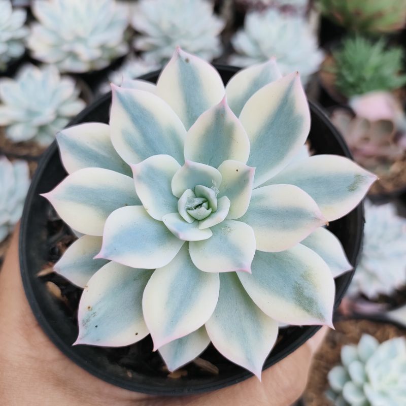 Echeveria subsesilis variegata