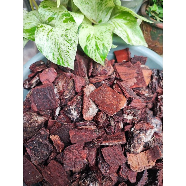 pine bark fermentasi / pinebark fermentasi