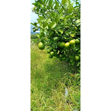 

Lemon california hijau