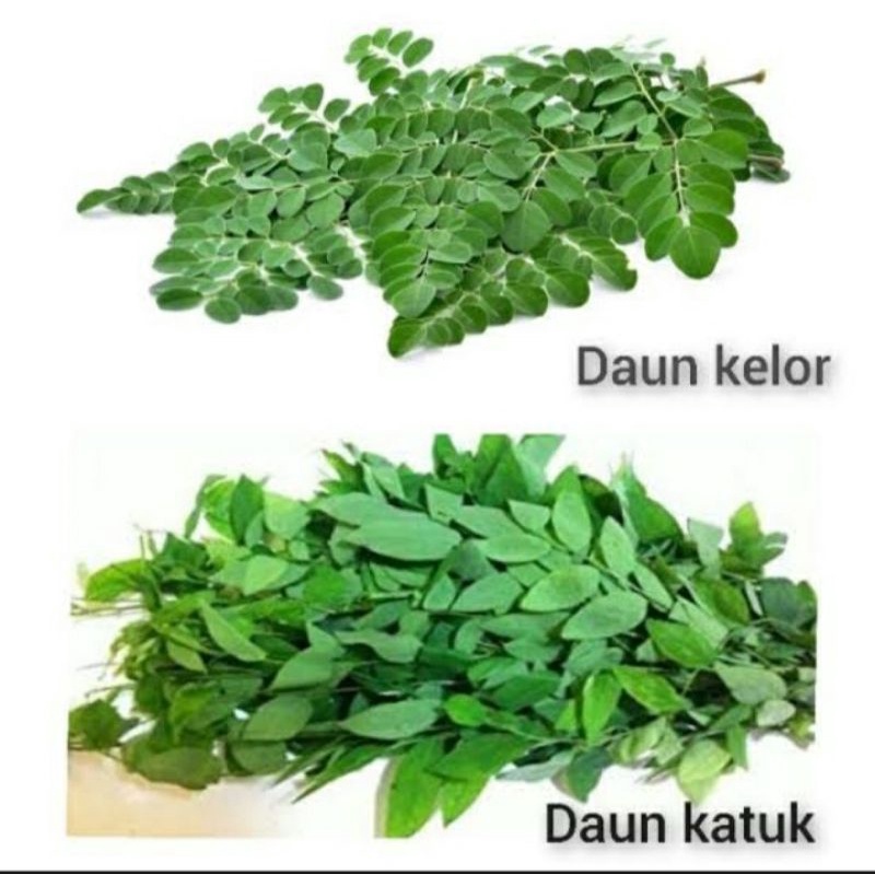 

PAKET DAUN PELANCAR ASI 100% NON PESTISIDA KATUK 100GR+KELOR 100GR