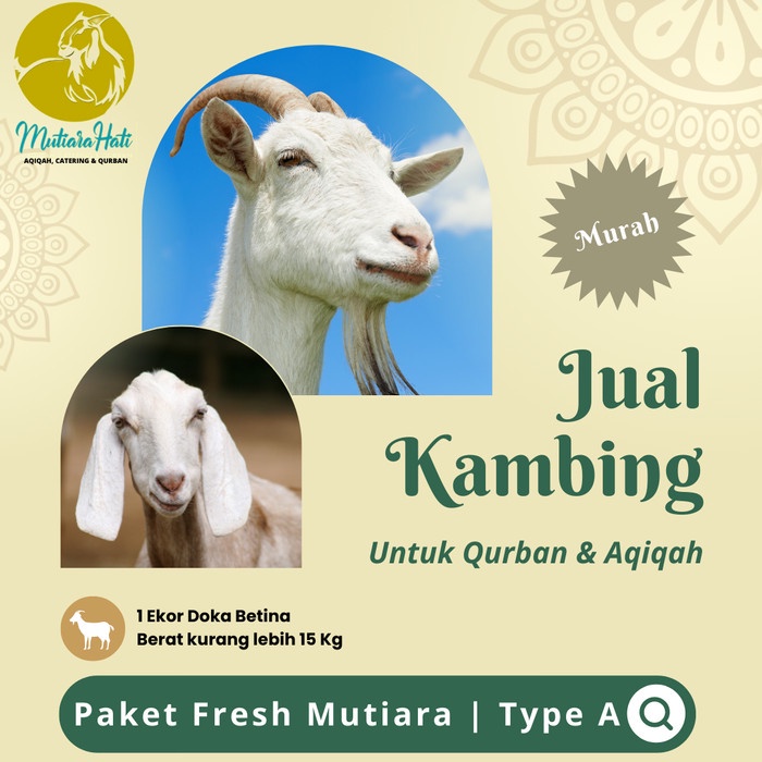 

Jual Domba - Kambing (Doka) Murah | Type A Betina