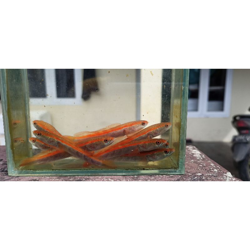 red barongsai 2 pair