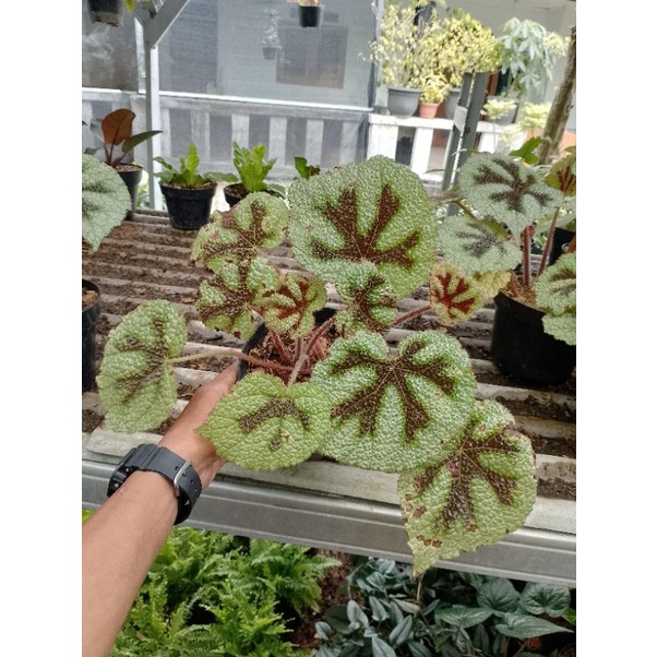 Tanaman Hias Begonia Tapak Macan