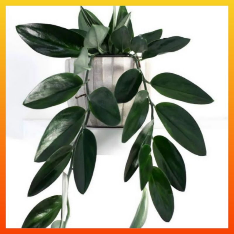 Tanaman Hias Scindapsus Mini Bunga Skindapsus Gantung