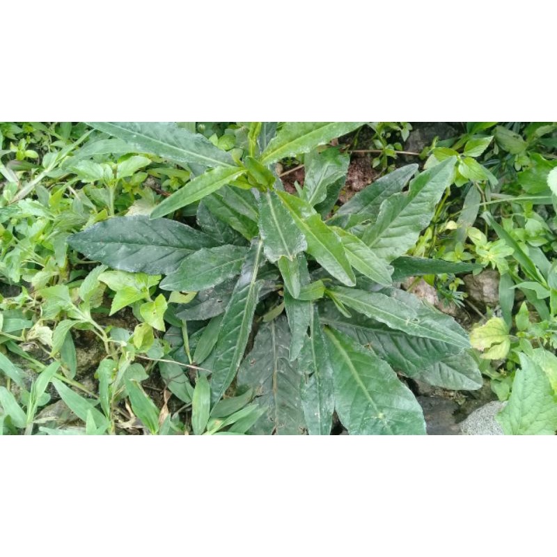 

Daun tapak liman segar 500 gram
