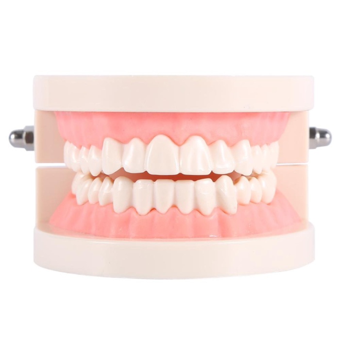 

MODEL GIGI DEWASA STANDAR TYPODONT DEMONSTRATION TEETH MODEL STUDY