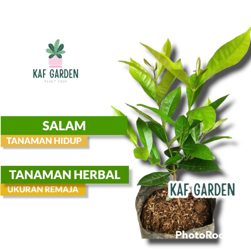 Jual Bibit Tanaman Daun Salam Tanaman Herbal Salam Bumbu Dapur Shopee Indonesia