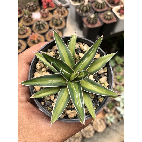 Agave Victoria Reginae mediopicta yellow variegated