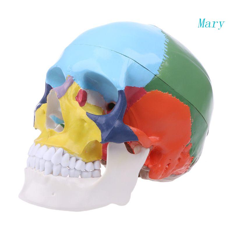 Mary Life Size Colorful Human Skull Model Anatomi Anatomi Anatomi Ngajar Medis Skeleto