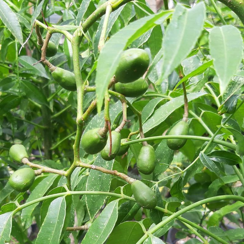 Pupuk Organik Pelebat Buah Dan Booster Kedondong Cepat Berbuah Lebat