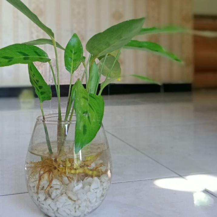 ⇚ Gelas Kaca Vas Bunga Kaca Mini Aquarium Pot Tanaman Air Botol Hidroponik Hias Unik Ukuran 475 ml ™