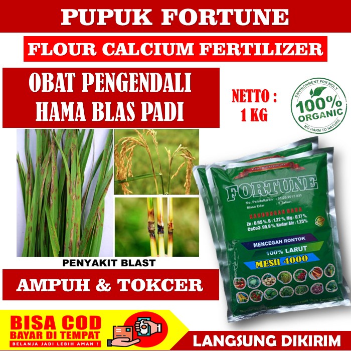 Pupuk Kalsium Fortune Obat Blas Padi - obat penyakit padi - FORTUNE pupuk Kalsium Obat Semprot atasi