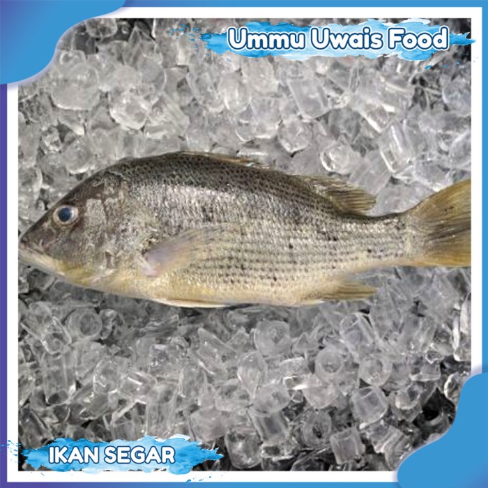 

Ikan Kakap Jehanak Putih Segar - 1 Kilogram