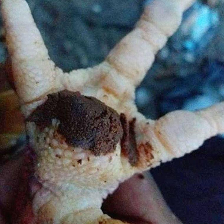 (G-T4T-✓) Salep 99 Obat Ayam Sakit Bubul Salep Anti Septik Aman Untuk Segala Jenis Ayam Aduan Laga B