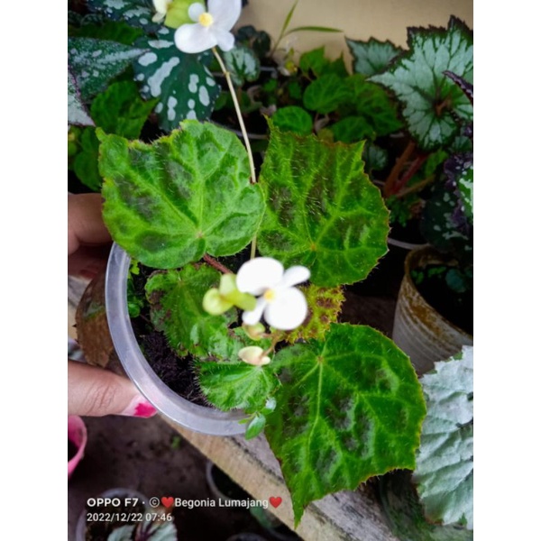Begonia SP Borneo 3