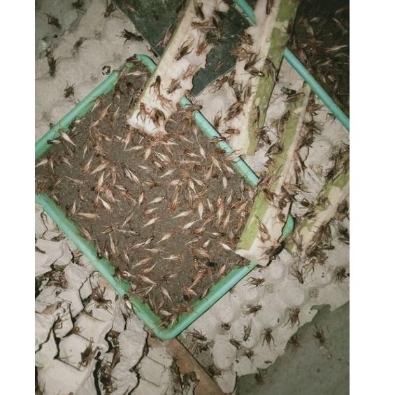

TERBAIK telur jangkrik alam murah kwalitas bagus 100gram ♨ 893