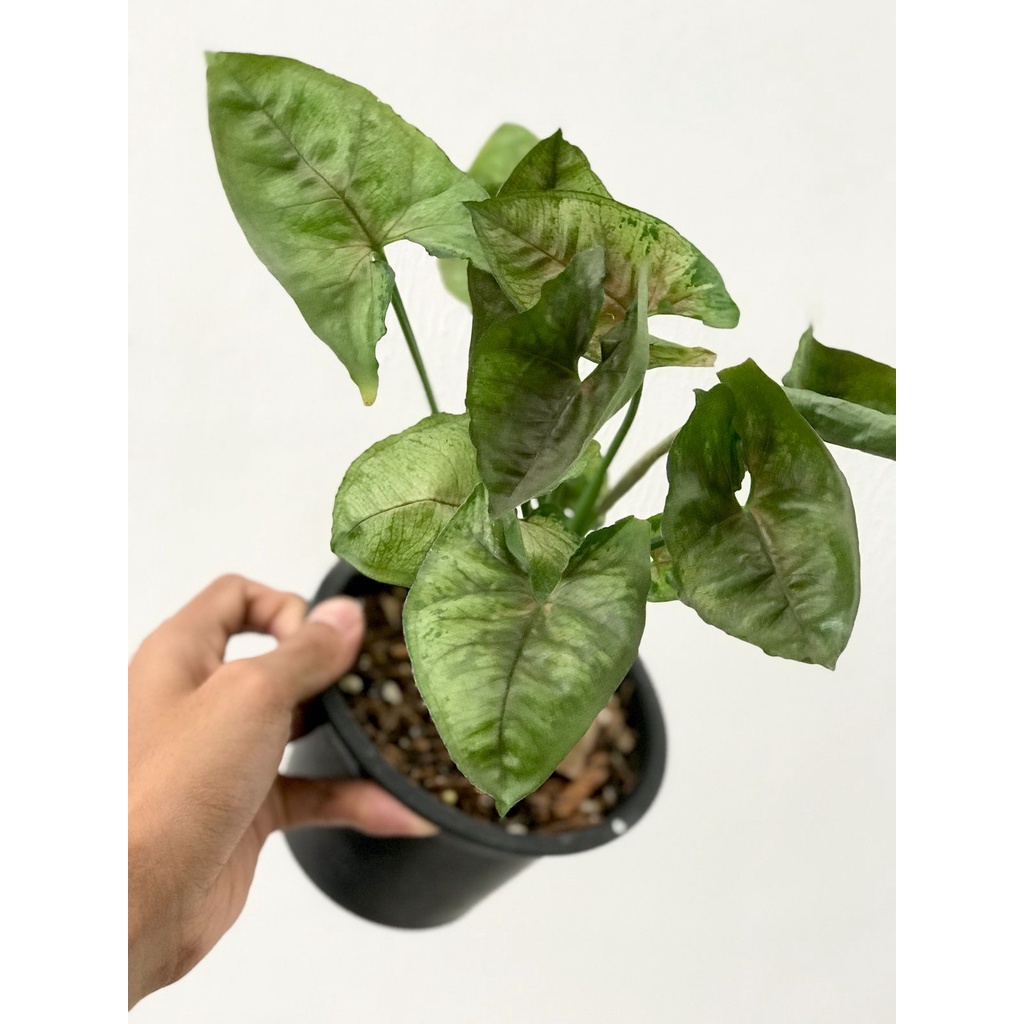1 Sale Syngonium Mini Allusion