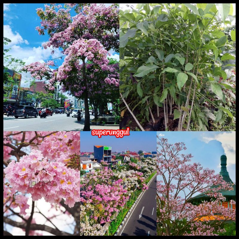 Tanaman Pohon Bunga Tabebuya Warna Pink Tinggi 1 Meter Siap Berbunga