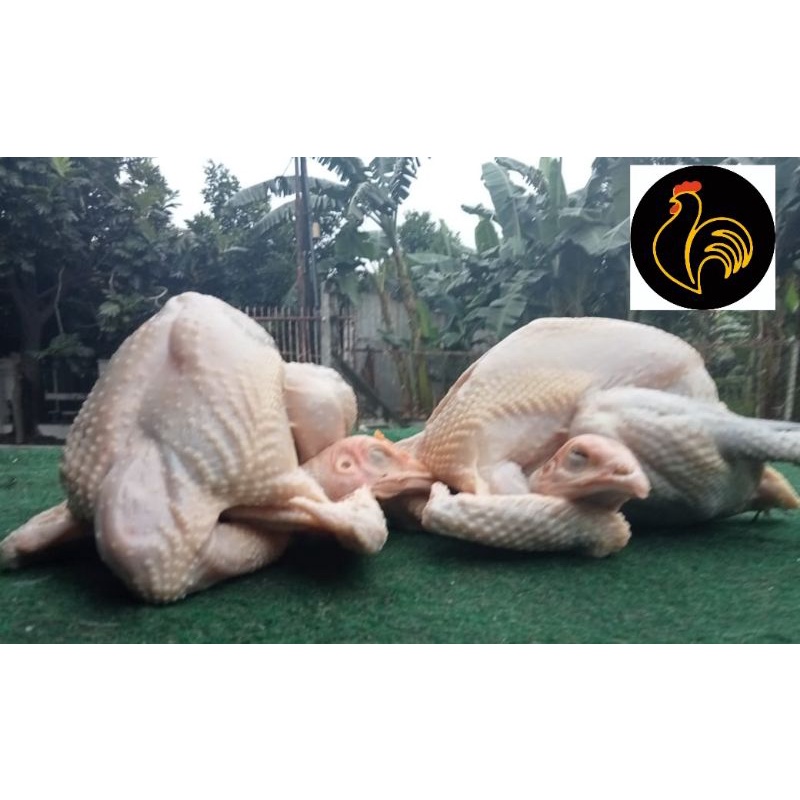 

Ayam Kampung Soto berat 1100-1200