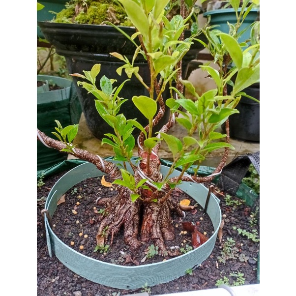 Bahan Bonsai Beringin Kimeng Program Akar The Max