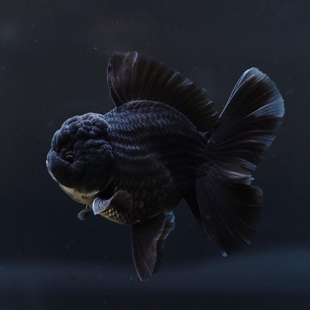 Ikan Mas Koki Oranda Black Short body / oranda black fancy jumbo