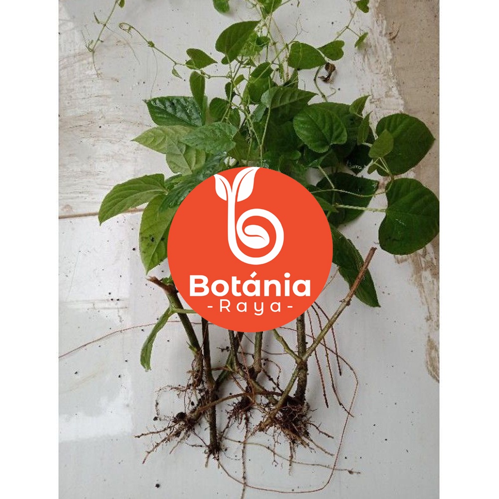 ID BOTANIA RAYA TANAMAN HIAS AKAR GANTUNG MERAH CURTAIN IVY L ANTI POLUSI UDARA & RADIASI