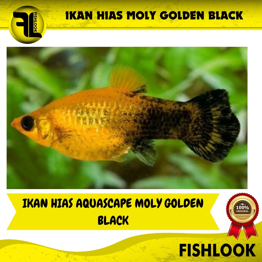 Ikan Hias Golden Black Molly Moly Aquarium Air Tawar