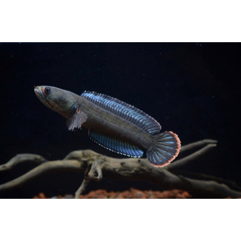 CHANNA ANDRAO FUL PELET 3-7 CM