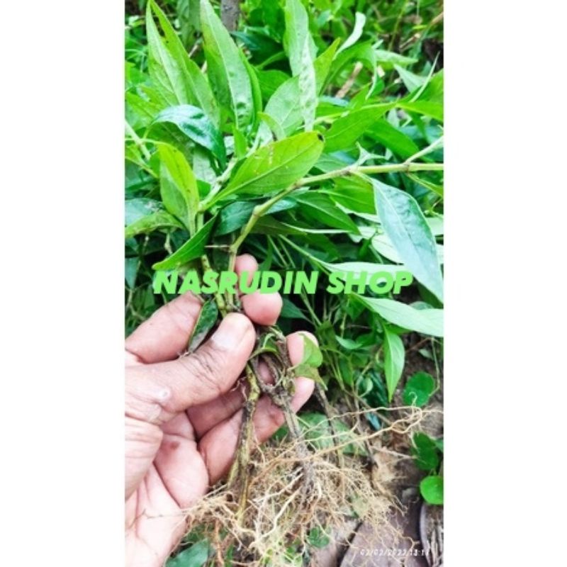 

[Fresh] DAUN SAMBILOTO SEGAR 1KG DENGAN AKAR / BIBIT SAMBILOTO CABUTAN