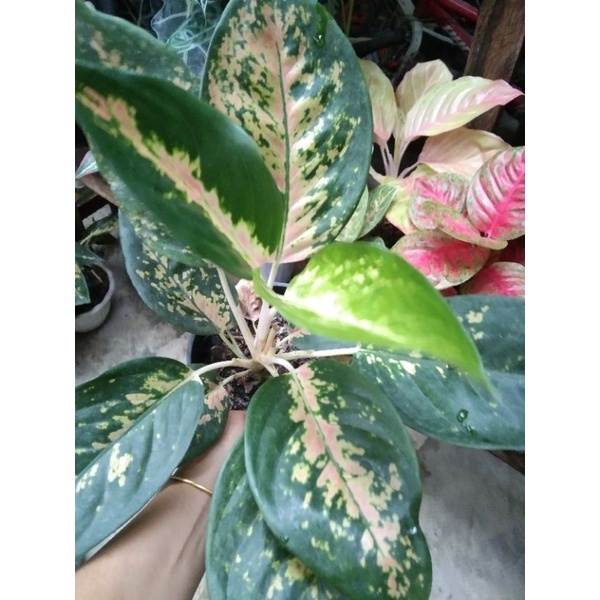 aglonema kochin tembaga