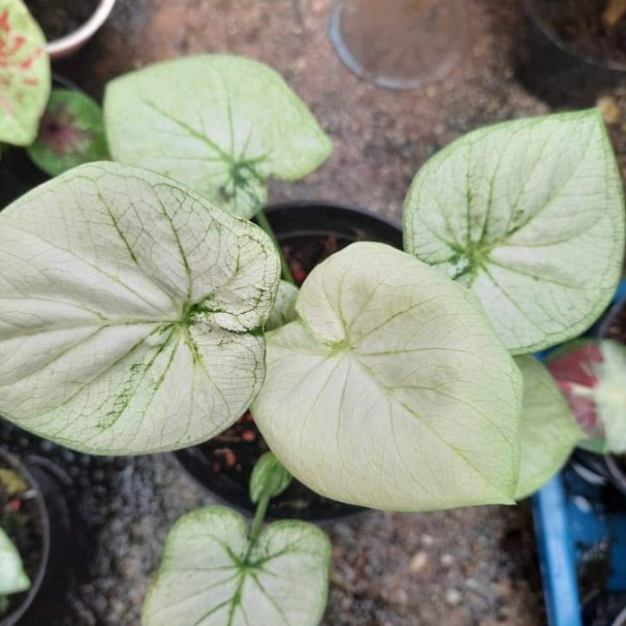 tanaman keladi hias white cobra daun ganda putih size remaja cantik