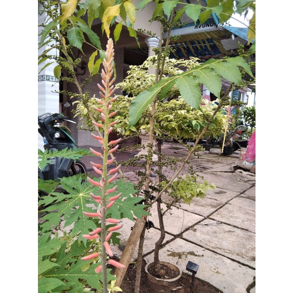 tanaman lidah buaya berbunga