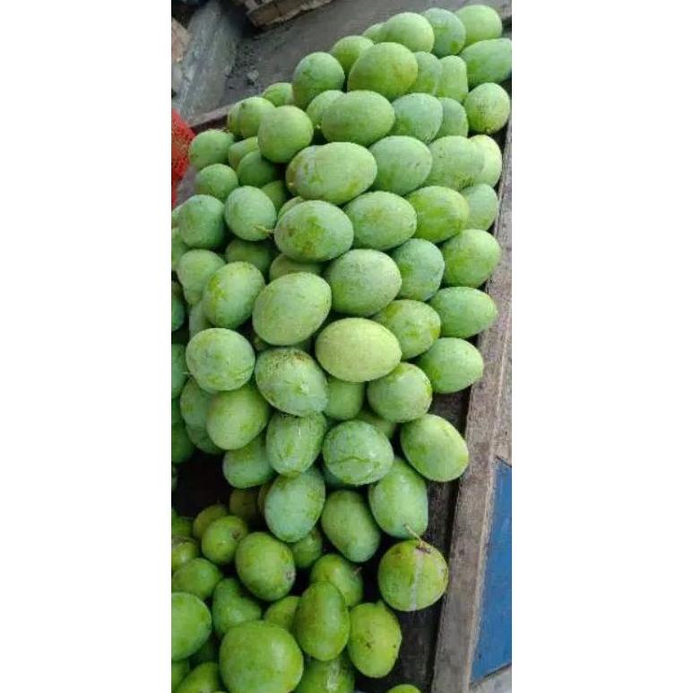 

TREND TERKINI Mangga harum manis khas situbondo 1 kg isi (3-4) ❄ 870