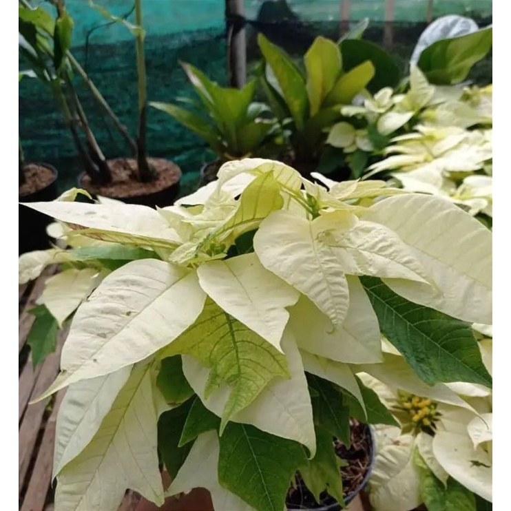 tanaman hias kastuba putih