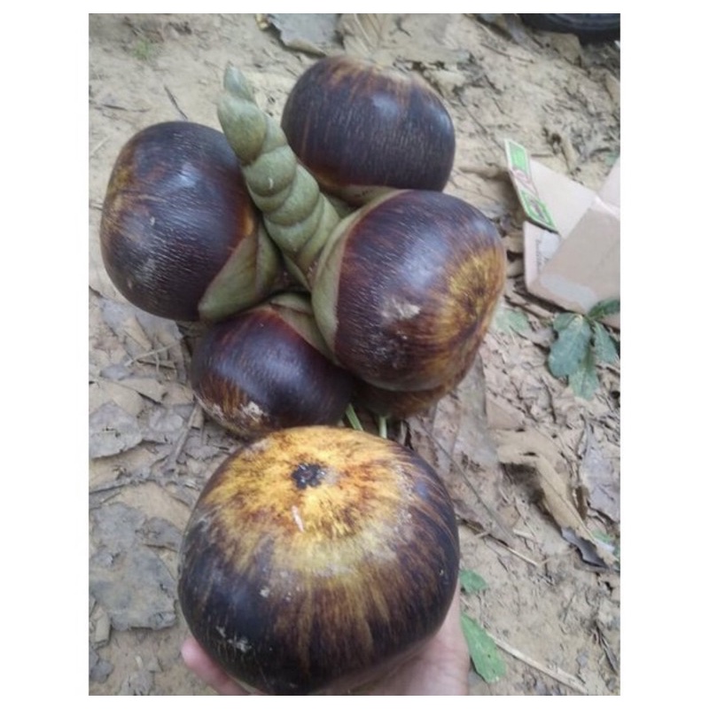 

buah lontar / siwalan 1kg