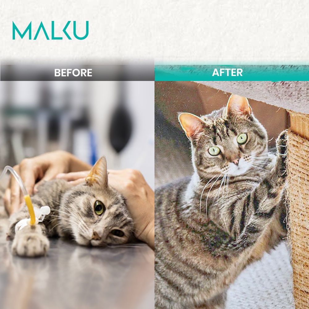 MALKU Boost Multivitamin - Vitamin Daya Tahan Tubuh Kucing - MALKU Vitamin