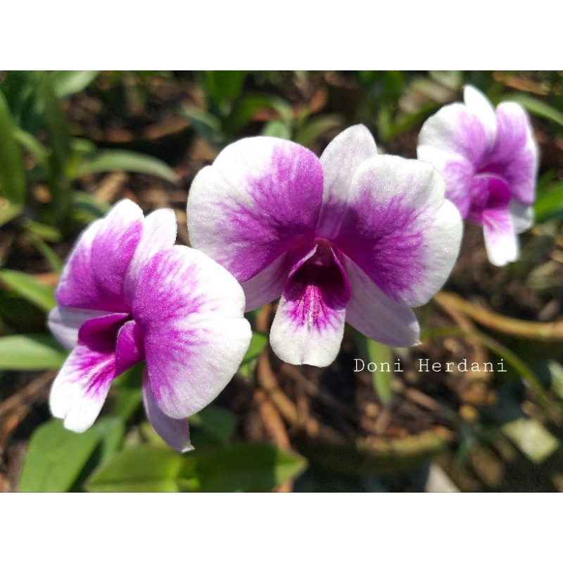 Dendrobium Mini, Anggrek Dendrobium Mini