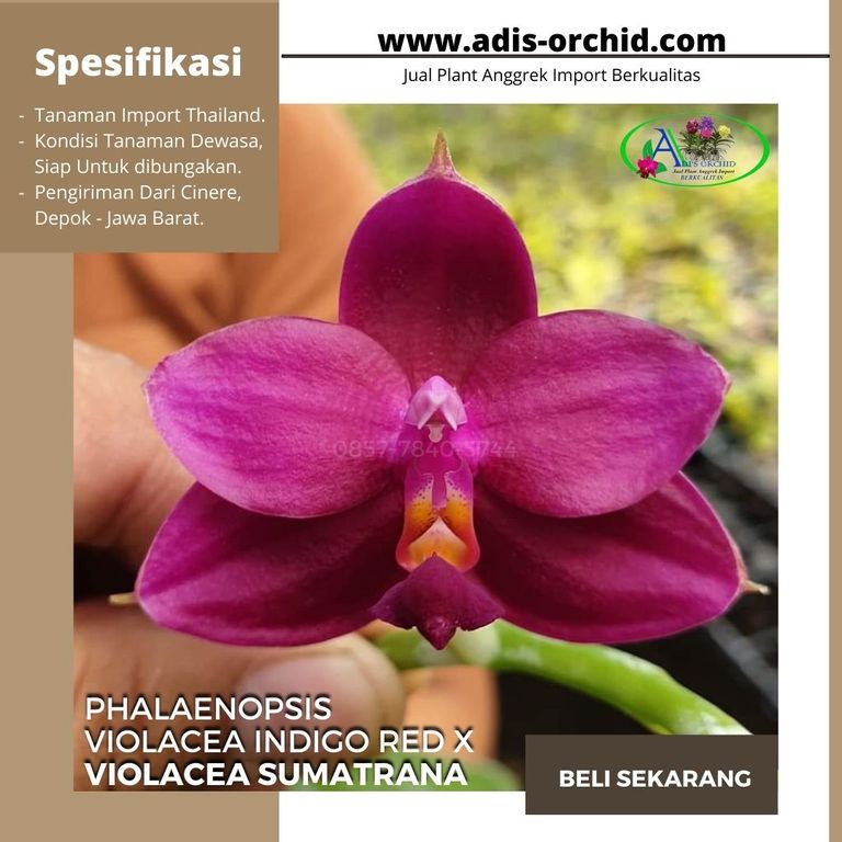 Anggrek Phalaenopsis Violacea Indigo Red x Violacea Sumatrana