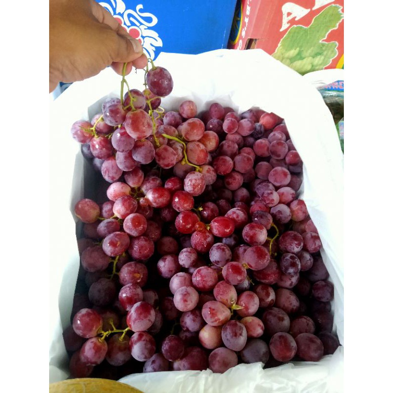 

Buah anggur merah manis besar ada biji per 1 kg