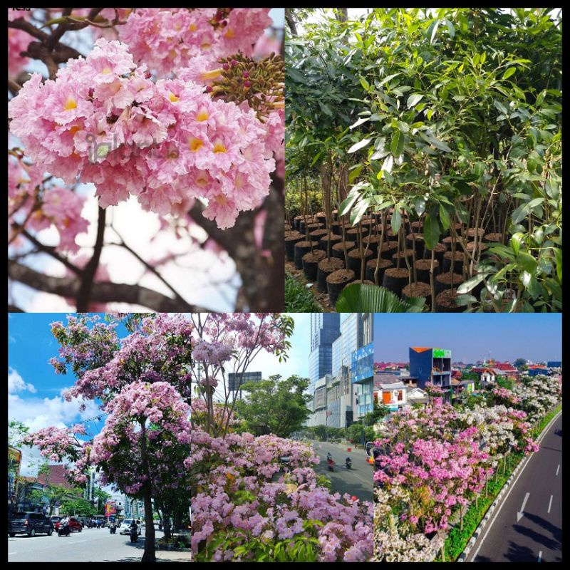 Tanaman Pohon Bunga Tabebuya Warna Pink Tinggi 1 Meter Siap Berbunga