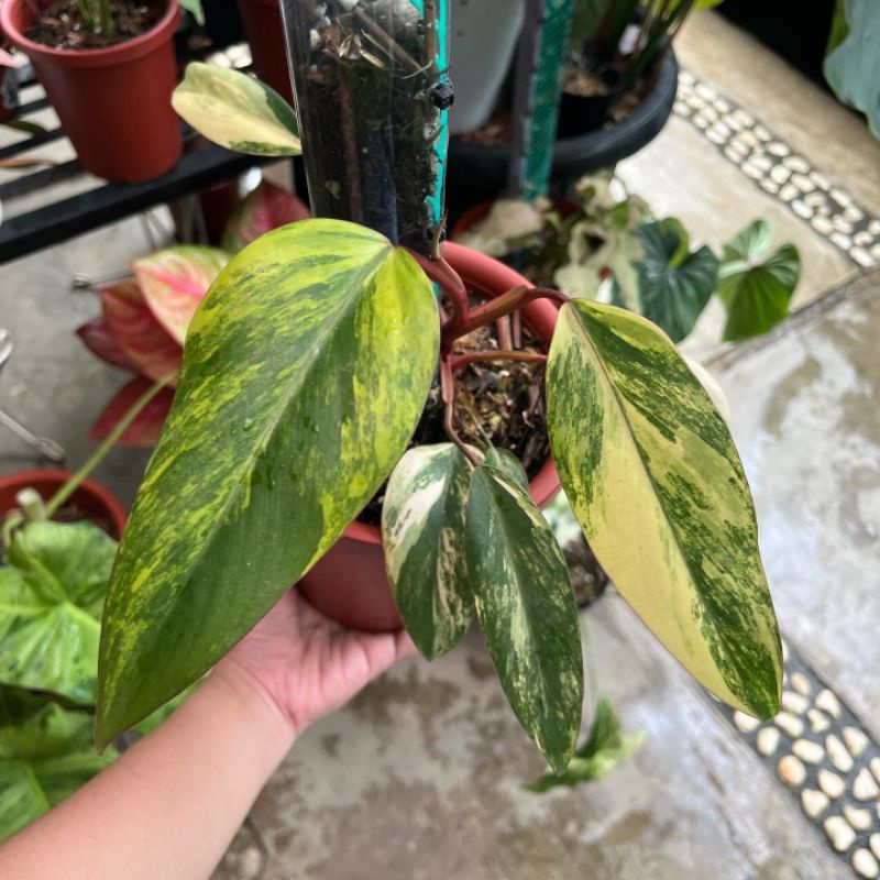 Philodendron Strawberry Shake