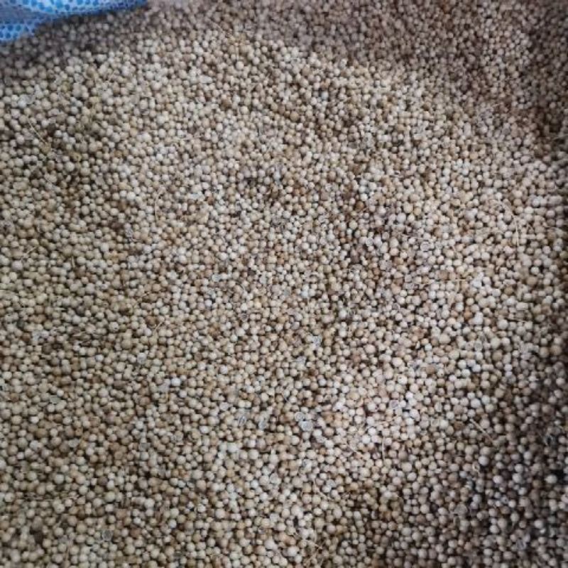 

KETUMBAR BIJI 500G