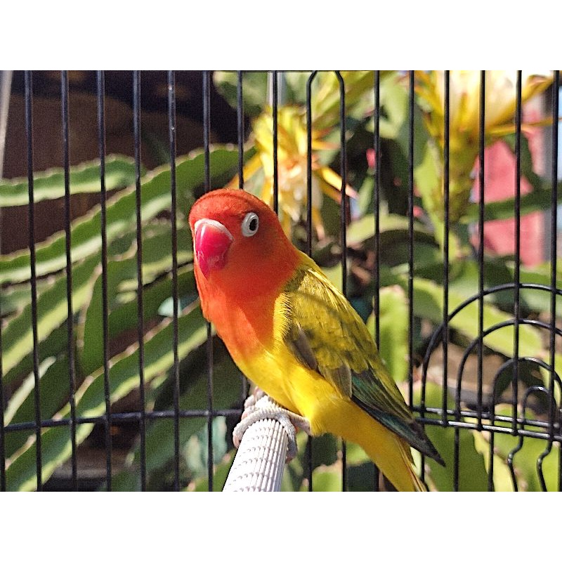 Lovebird Biola Euwing