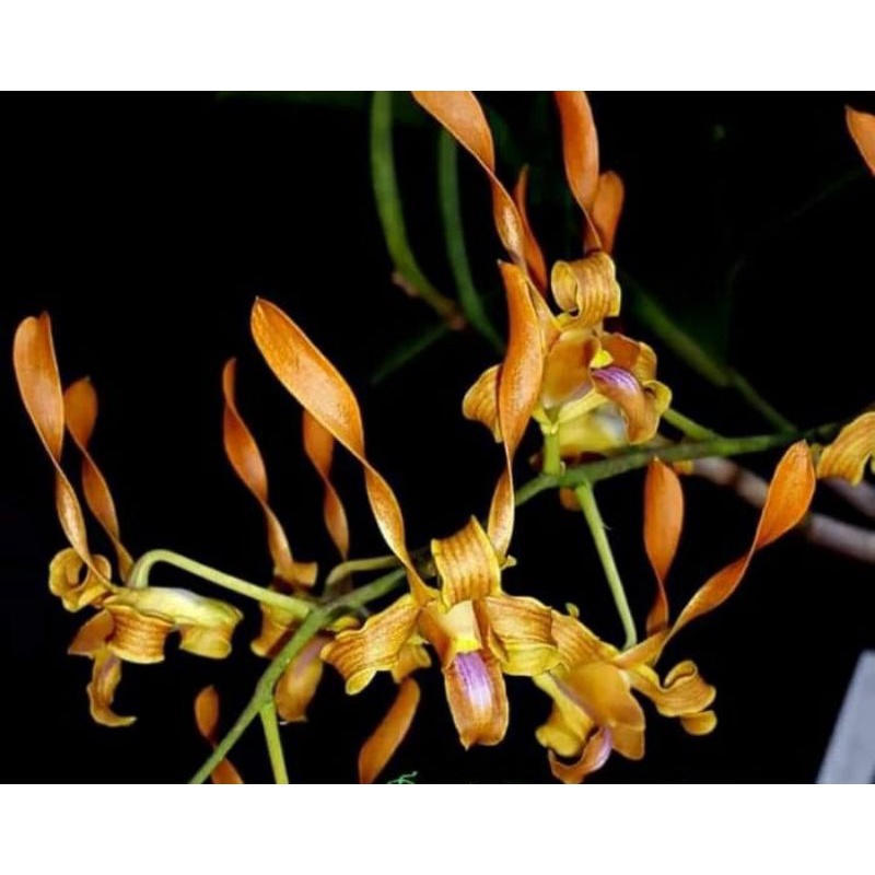 Dendrobium Tangerinum Seedling