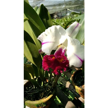 Anggrek Cattleya bunga putih lidah merah dewasa spike + pot Niming tanaman hias