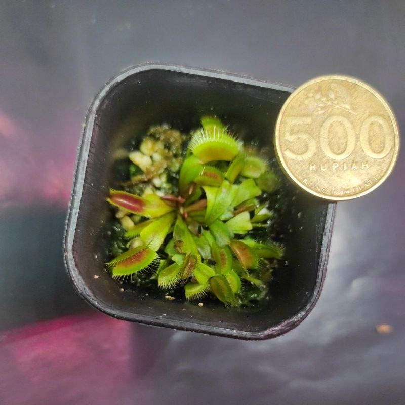 Venus Flytrap