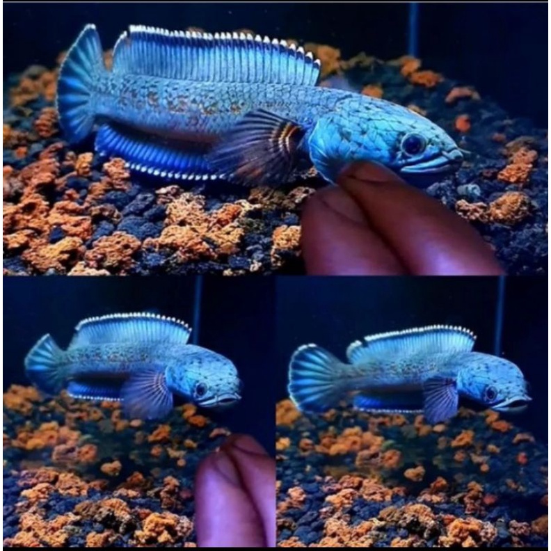 channa red mozaik/golddus 5-8 cm